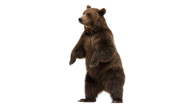 Bear standing on hind legs showing dominance background isolated on a Transparent background, PNG file.