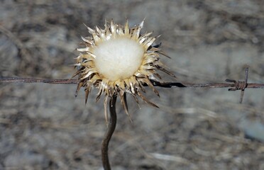 Dry thistle growing near rusty barbed wire