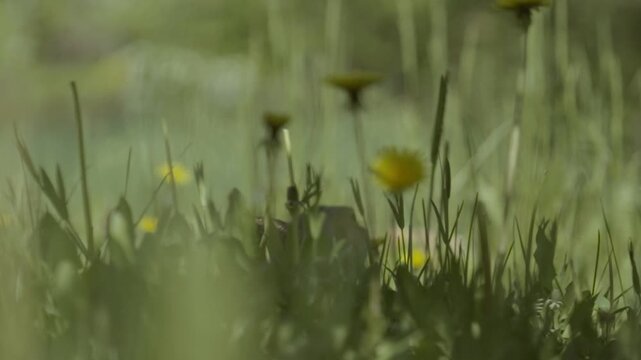 A gopher runs across the grass, among the bright yellow flowers of the dandelions.
