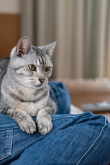 飼い主の足の上でくつろぐ可愛い猫　サバトラ猫