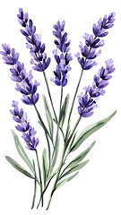 Naklejka premium Watercolor style vector illustration of lavender flower bunch with green stems and purple petals minimalist botanical design