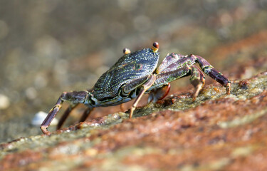 A crab is walking on a rock