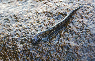A fish is laying on a rock