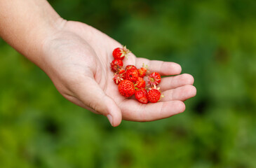 A hand holding a bunch of red strawberries