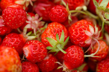 A bunch of red strawberries are piled on top of each other