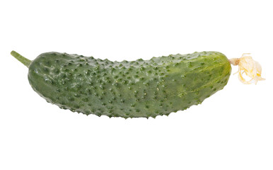 A cucumber with a white stem