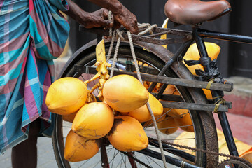 A man is riding a bicycle with a bunch of coconuts on it