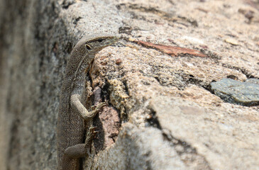 A lizard is on a rock