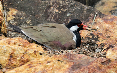 A bird is sitting on a rock, looking up at the camera