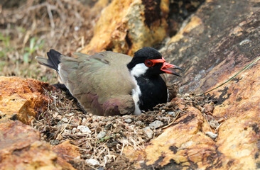 A bird is sitting on a rock
