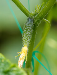 A green plant with a yellow flower on it