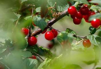 A branch of a tree is full of red berries