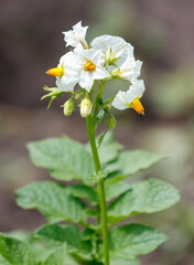 A single flower with a few buds is in the foreground
