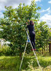 A woman is climbing a ladder to pick fruit from a tree