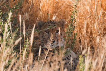 The cheetah, a skilled predator in the grasslands, uses camouflage to thrive in wildlife and plays a crucial role in nature and conservation efforts