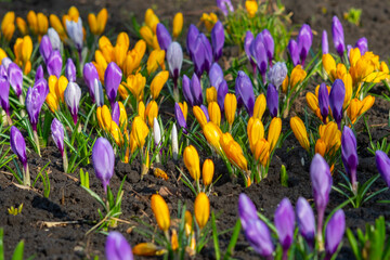 Blooming Yellow and Purple Crocuses in Spring Garden Soil. First Signs of Spring Colorful Crocuses Blossoming