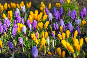 Blooming Yellow and Purple Crocuses in Spring Garden Soil. First Signs of Spring Colorful Crocuses Blossoming