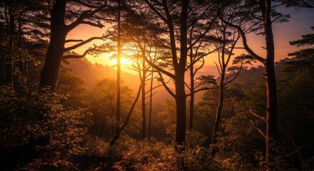 Naklejka premium Golden sunlight filters through trees in a misty forest, creating a peaceful and serene woodland scene at dusk.
