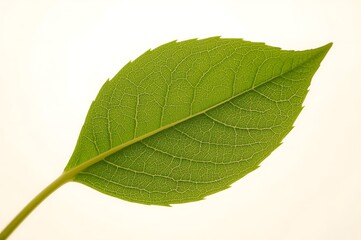 Obraz premium View of a green leaf texture