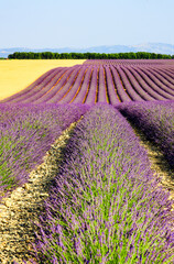 Natural lavender fields with flowers for the production of fragrances, cosmetics and care products...