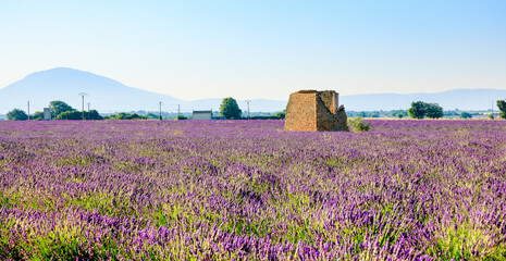 Natural lavender fields with flowers for the production of fragrances, cosmetics and care products...