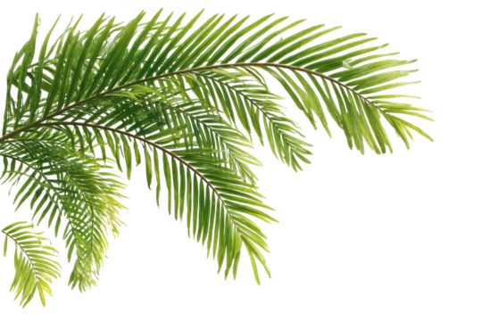 Green palm fronds isolated on transparent background