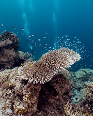 Divers explore a vibrant coral reef teeming with marine life in crystal-clear turquoise waters.