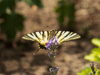 Beautiful scarce swallowtail butterfly (Iphiclides podalirius) on lavender flowers in sunlight