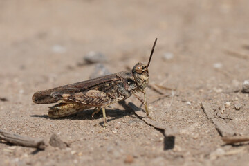 Closeup on a European band-winged grasshopper, Acrotylus insubricus sitting on the ground