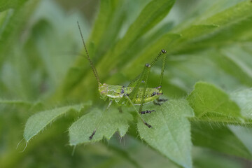 Closeup on a nymph Striped Bush-Cricket, Leptophyes albovittata sitting on a green leaf