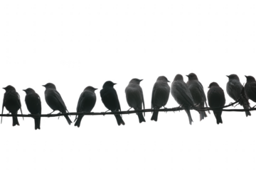 A line of birds perched on a wire isolated on transparent background