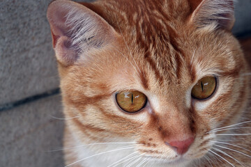 A captivating close-up portrait of an orange tabby cat with beautiful, golden eyes.