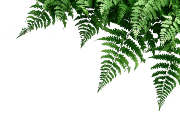 Green fern leaves isolated on transparent background
