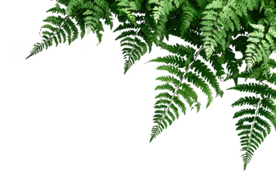 Green fern leaves isolated on transparent background