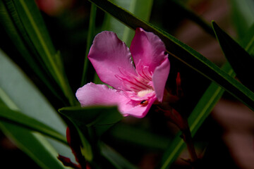 Lone, Pink Nariumo oleander Flower