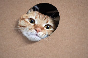 An adorable orange tabby cat peers through a hole in a cardboard box, looking curious.