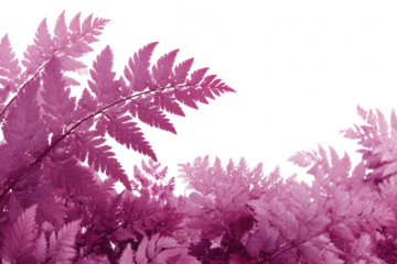Pink fern leaves against a white background