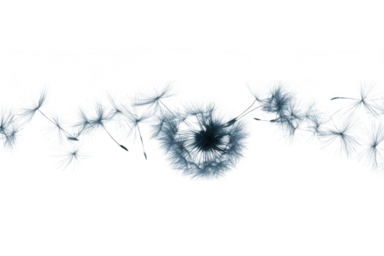 Dandelion seeds flying on white background