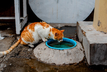 2024 03 21 Essaouira cat 132