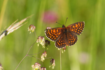 A vibrant orange and brown Fritillary butterfly rests on delicate, blooming flower. A beautiful example of nature's intricate beauty.