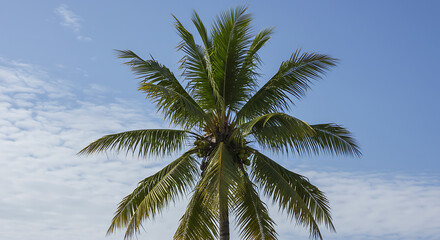 Obraz premium Isolated Tropical Coconut Palm Tree with blue sky 