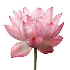 Close up of a delicate pink lotus flower with intricate petal veins isolated on transparent background
