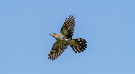 Obraz premium Elegant cuckoo soars gracefully across the clear azure sky, a breathtaking display of avian freedom
