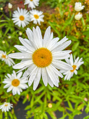 Rainy Day Daisy