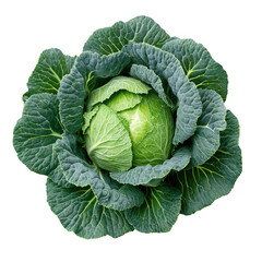Fototapeta premium A fresh green cabbage with intricate leaf veins isolated on a transparent background isolated on transparent background