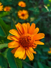Bright Orange False Sunflower in Lush Garden