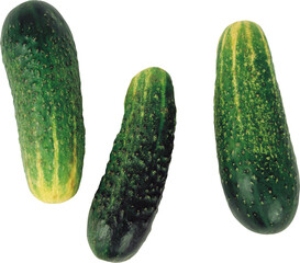 Three fresh green cucumbers with bumpy skin and yellow stripes isolated on transparent background...