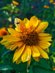 Bright Yellow False Sunflower with Fly on Petal