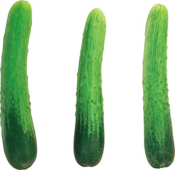 Three fresh green cucumbers with bumpy skin and light green stripes isolated on transparent...