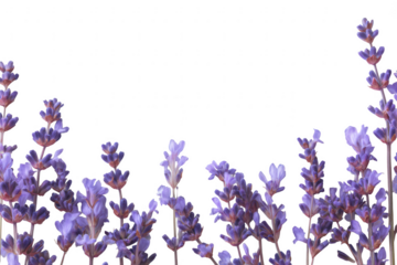 Purple lavender flowers isolated on transparent background
